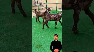 الماعز الكاموري 7eleven اكسبلور johncena animals cow cowgoat eminim facts fridayfunny [upl. by Aetnahs]