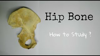 Hip Bone  1 How to Study  ilium Ischium and Pubis  Dr Pawan nagar [upl. by Ariana]