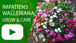 Impatiens walleriana  grow amp care  Great ground cover [upl. by Enalda337]