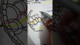 Symplast Apoplast and Transmembrane types of Transport of Water [upl. by Ettezus]