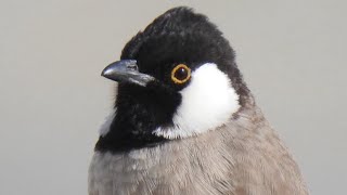 Whiteeared Bulbul Song [upl. by Buine]