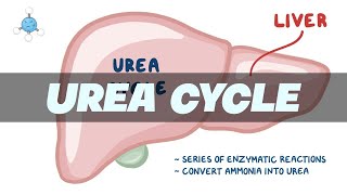 UREA CYCLE Simplified  Biochemistry [upl. by Ecirtnas]