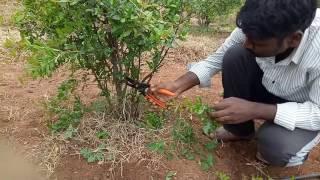 Pruning method in pomegranate [upl. by Ellersick664]