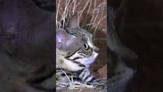 Kucing terkecil di Afrika sekaligus predator menakutkan Felis nigripes [upl. by Bannerman134]