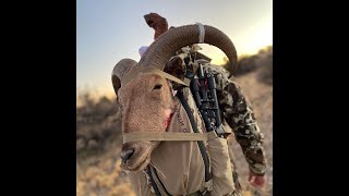 Barbary Sheep Hunt New Mexico [upl. by Esinwahs357]