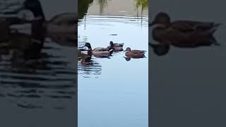 Mallards In A Pond Part 1 [upl. by Prospero134]