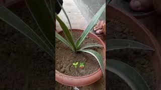 Plantation of Agave angustifolia🪴🌱ytshorts [upl. by Bajaj]