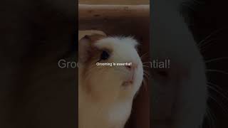 Unlock the Secrets to Perfectly Grooming Your Abyssinian Guinea Pig [upl. by Pardew]