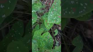 Caladium plant care tips plants gardeningtipsandtricks gardening indoorplanting Caladium plant [upl. by Saretta]