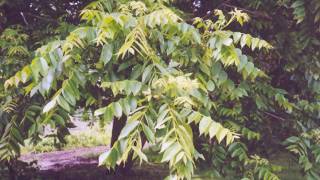 Juglans cinerea [upl. by Nareik]