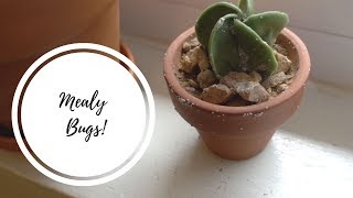 My first encounter with MEALY BUGS  My poor Cactus [upl. by Etteve]