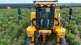 Vendanges 2024 Chablis [upl. by Carmen]