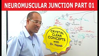 Neuromuscular Junction  Dr Najeeb  Part 12 [upl. by Eaves]