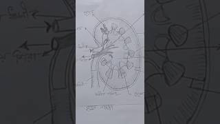 How to draw kidney diagram shorts pencil sketch easydrawing [upl. by Mccandless]