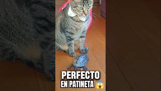 TORTUGA en patineta con su amigo gato divertido tortuga short [upl. by Jourdan]