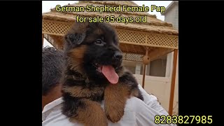 German Shepherd 35 days Female pup of world champion quotLeader Vom Radhausquot [upl. by Pepita]