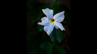 How to Grow and Care for Dipladenia Sundaville White or Mandevilla sanderi funnel shaped flowers [upl. by Hollyanne510]