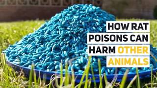 How Rat Poisons Harm Our Environment [upl. by Granny]