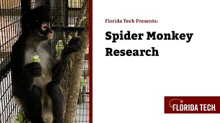 Florida Tech Presents Spider Monkey Research [upl. by Macmahon]