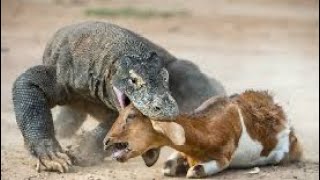 Komodo dragon vs goat  eating a goat [upl. by Elohcin669]