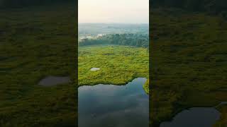 Nature Lake View nature forest relaxingnaturesounds youtubeshorts birdsong naturelovers water [upl. by Marcin]