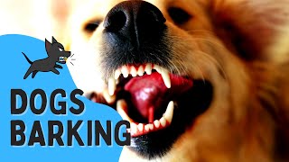 REAL Barking Dog Sounds  Woof Woof  Live Dogs Barking [upl. by Bordie]