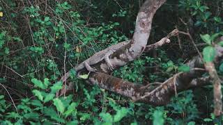 Sundarban jungle Mystery  Sundarban tourism Sundarban sonar banglaSundarbanSundarban tourism [upl. by Froh]