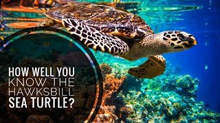 Hawksbill Sea Turtle  Description Characteristics and Facts [upl. by Beverlie442]