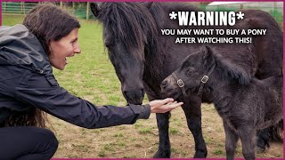 The Shetland Pony in Scotland  CUTENESS OVERLOAD [upl. by Salter]