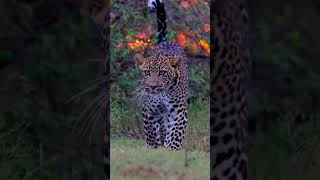 Leopard stalking lionanimals wildlife wildanimals foryou fyp [upl. by Edee906]