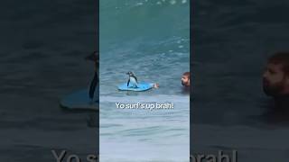 Penguin jumps on surfer’s board [upl. by Ylsew]