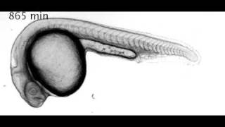 Sequential and Rhythmic Production of Somites [upl. by Xerxes]