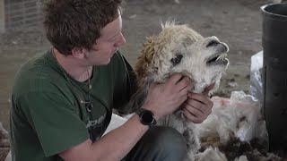 At Alpacas of Montana the herd gets a summer cut on shearing day [upl. by Wakeen745]