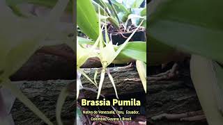 Brassia pumila orquibor brassia orquideas orchids [upl. by Nanete]