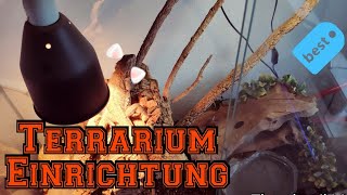 Bartagame Terrarium Einrichtung  Haltung von Bartagamen [upl. by Landbert]