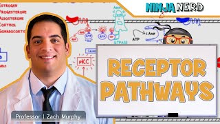 Endocrinology  Receptor Pathways [upl. by Ilam]