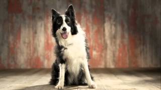 Petplan TV advert 2013 [upl. by Aruon423]