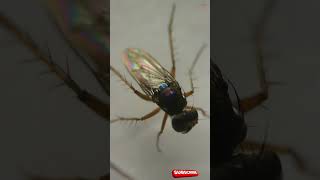 Exploring The Dolichopus Fly under a Microscope [upl. by Busey]