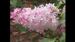 Gardening in the Zone Lilacs [upl. by Civ]