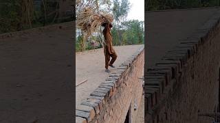 Bacha Bach Gaya 😱shortvideo shorts shortviral [upl. by Lipsey]