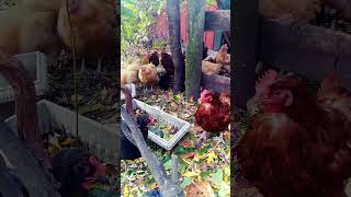 🍁 Frosty Farm Treats Rustic Chickens Feeding in the Cold ❄️🐔 [upl. by Artemus]