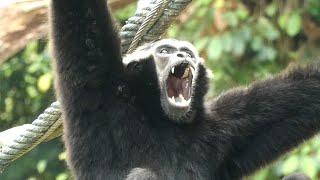 テナガザルの鳴き声 Gibbons howling [upl. by Elfrida367]