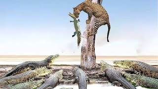 This is crazy  Leopard recklessly stole the crocodiles giant otter and what will be the end [upl. by Ardnala775]