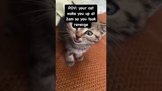 Bro started crying after that 😭😺🐾 shorts funny cat cute [upl. by Alegnatal]