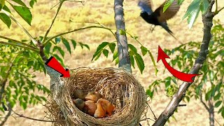 Black drongo bird flying near the nest BirdsofNature107 [upl. by Heyer]