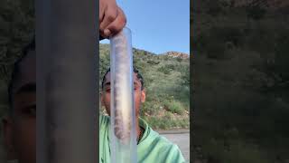 Catching the most venomous rattlesnake species [upl. by Rhines]