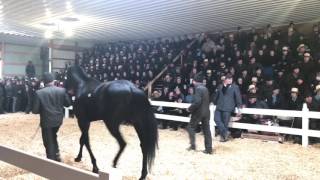 Amish Horse Sale Record Breaking Horse [upl. by Nosreffej855]