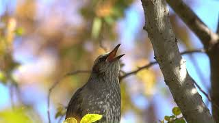 직박구리  새소리  Browneared bulbul  singing [upl. by Tahp]