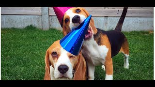 Funny BEAGLE Shaming Video  THEY ARE NUTS AND DONT CARE [upl. by Post]