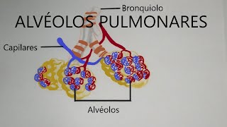 Alvéolos Pulmonares [upl. by Darbie]